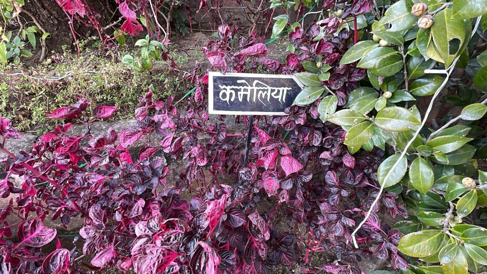 8Fold-Pinecrest By Larisa, Bhimtal Hotel Buitenkant foto